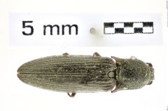Foto (Dorsalansicht) von Proludius captiosus (Brown, 1939) (NHMW-ZOO-COL-0008341)